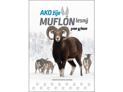 Ako žije muflón lesný