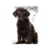 41868 1 bavlnene povleceni stenatko hnedy labrador detail