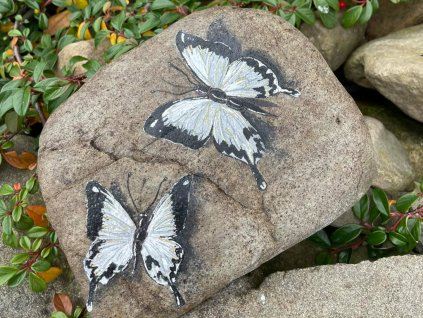 motyl belasci 1024x768 1