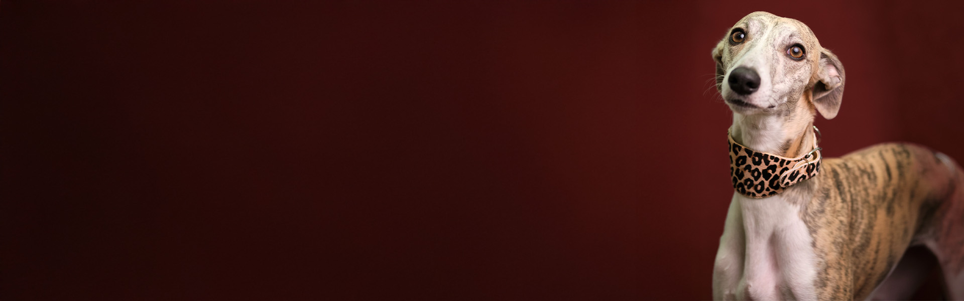 Chrt s leopardím obojkem