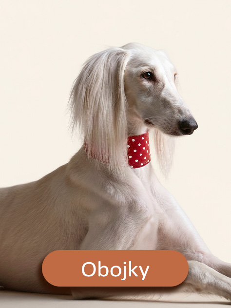saluki s červeným koženým obojkem pro chrty