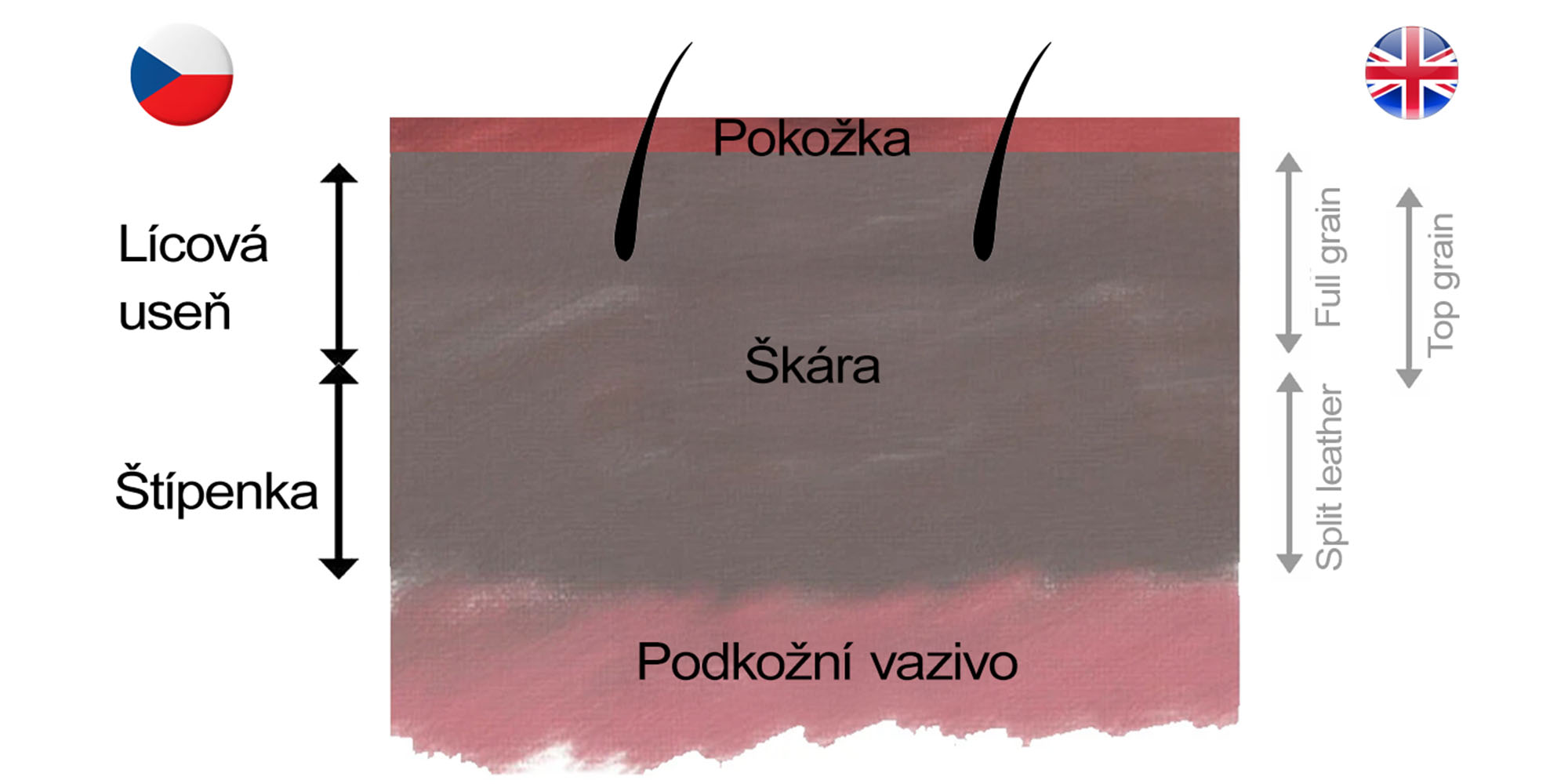 Vrstvy kůže, české a anglické názvosloví usní