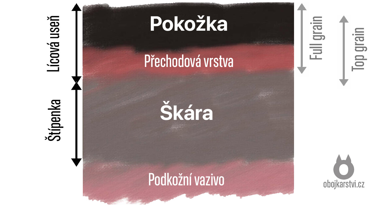 vrstvy-kuze-usne_1