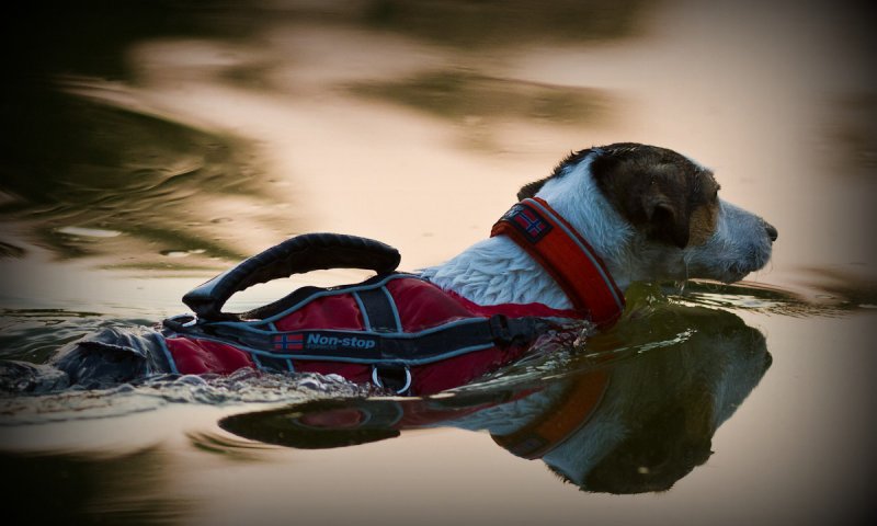 Plavání psů pro zdraví, kondici a ideální osvalení