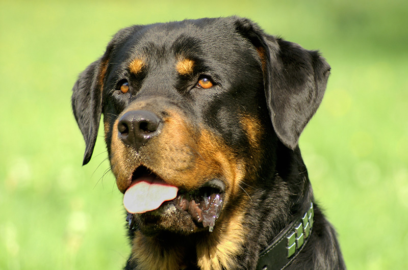 Můžeme ovlivnit délku života svého psa?