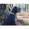 Gretuska-zlaty-web