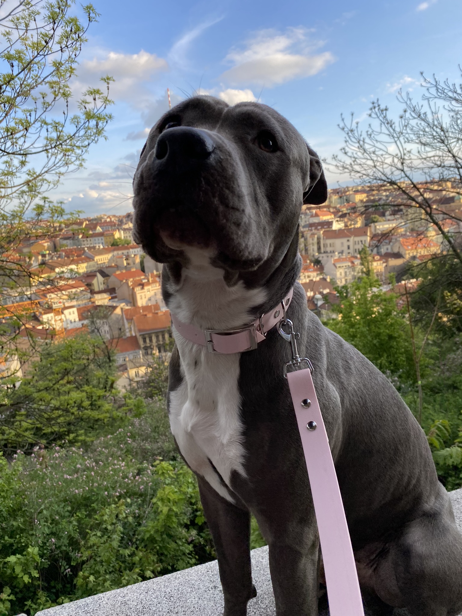 Dog Image