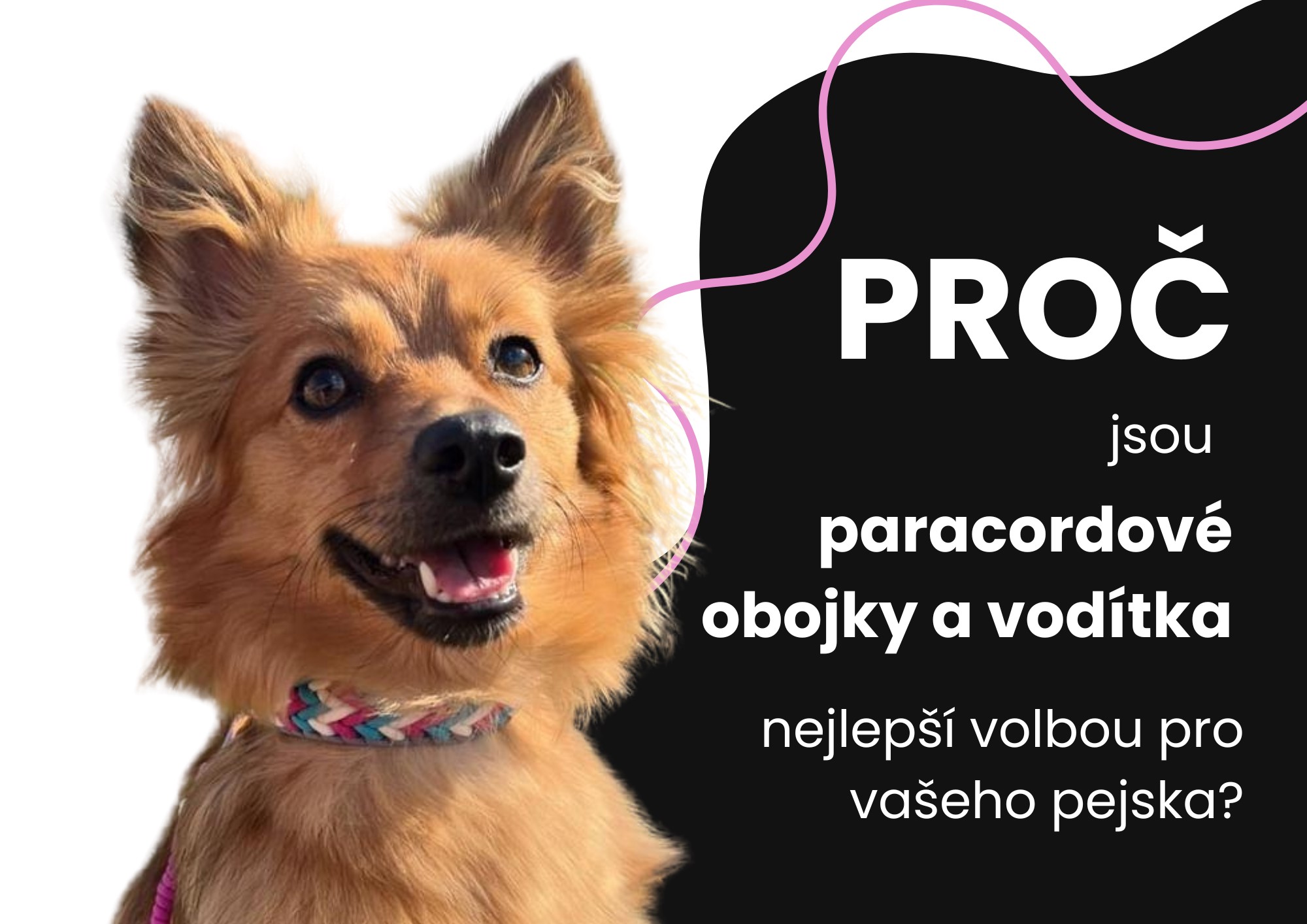 Proč jsou paracordové obojky a vodítka nejlepší volbou pro vašeho pejska?