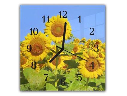 Nástěnné hodiny 30x30cm květy slunečnice na poli (Materiál kalené sklo)
