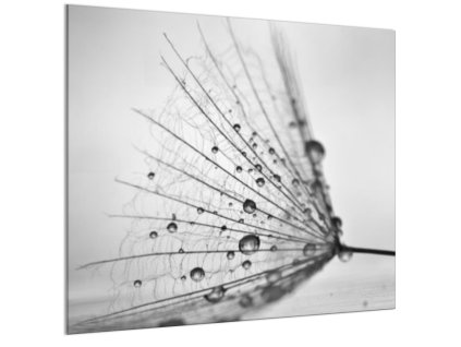 Sklo do kuchyně padák odkvetlé pampelišky s rosou (Rozměr 60 x 150 cm)