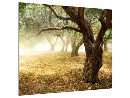 Ochranné sklo za varnou desku strom olivovník (Rozměr 60 x 150 cm)