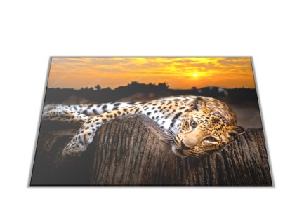Skleněné prkénko šelma leopard v západu slunce (Prkénko 40x30cm)