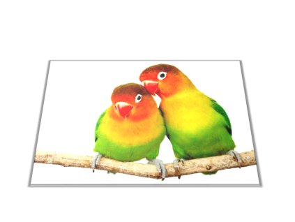 Skleněné prkénko papoušek agapornis para (Prkénko 40x30cm)