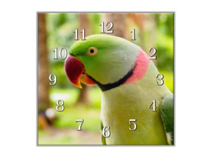 Nástěnné hodiny 30x30cm papoušek alexandr čínský (Materiál kalené sklo)