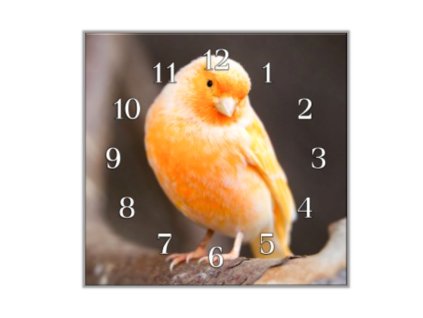 Nástěnné hodiny 30x30cm malý papoušek kanár (Materiál kalené sklo)