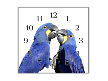 Nástěnné hodiny 30x30cm para ara hyacintová (Materiál kalené sklo)