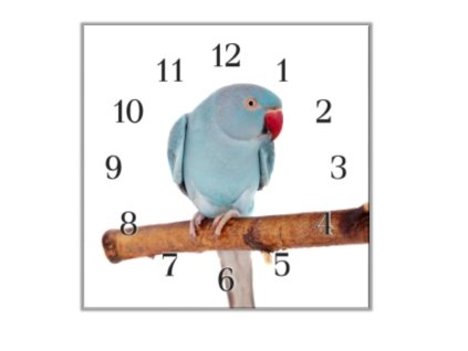 Nástěnné hodiny 30x30cm papoušek Alexandr malý (Materiál kalené sklo)