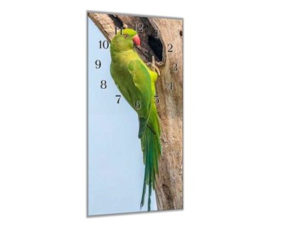 Nástěnné hodiny 30x60cm papoušek alexandr (Materiál kalené sklo)