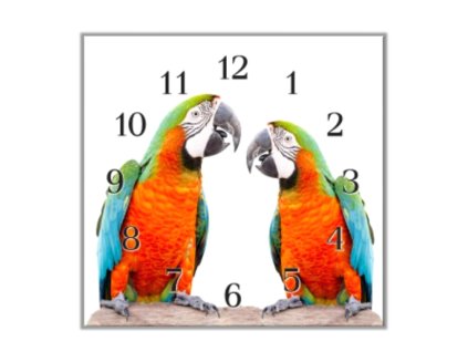 Nástěnné hodiny 30x30cm papoušek ara pár (Materiál kalené sklo)