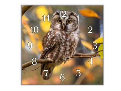 Nástěnné hodiny 30x30cm dravý pták sýček (Materiál kalené sklo)