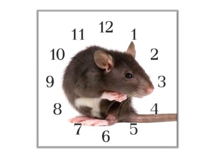 Nástěnné hodiny 30x30cm hlodavec podkan (Materiál kalené sklo)