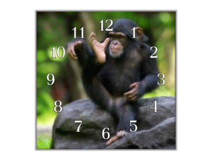 Nástěnné hodiny 30x30cm opice malý šimpanz (Materiál kalené sklo)