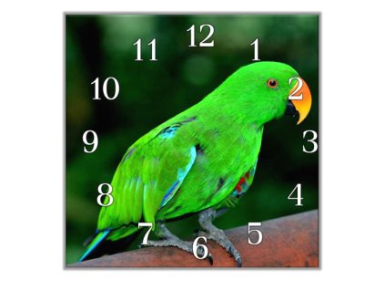 Nástěnné hodiny 30x30cm papoušek zelený eklektus samec (Materiál kalené sklo)