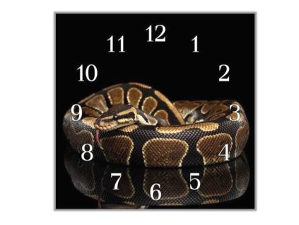 Nástěnné hodiny 30x30cm had krajta královská (Materiál kalené sklo)