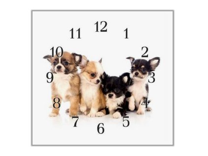 Nástěnné hodiny 30x30cm malý pes čivava (Materiál kalené sklo)