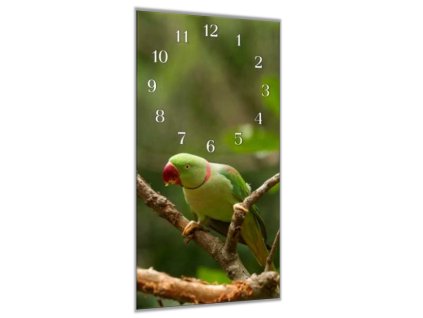 Nástěnné hodiny 30x60cm papoušek alexandr velký (Materiál kalené sklo)