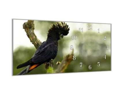 Nástěnné hodiny 30x60cm papoušek kakadu havraní (Materiál kalené sklo)