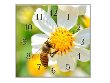 Nástěnné hodiny 30x30cm včela na bílém květu (Materiál kalené sklo)