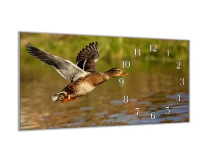 Nástěnné hodiny kachna 30x60cm III (Materiál kalené sklo)
