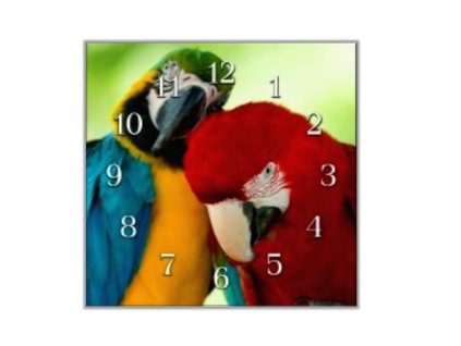 Nástěnné hodiny 30x30cm tulící se papoušek ara (Materiál kalené sklo)