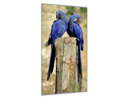 Nástěnné hodiny 30x60cm ara hyacintový, para na kmeni (Materiál kalené sklo)