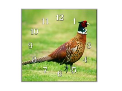 Nástěnné hodiny 30x30cm bažant obecný na trávě (Materiál kalené sklo)