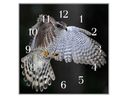 Nástěnné hodiny 30x30cm jestřáb lesní (Materiál kalené sklo)