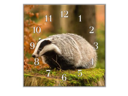 Nástěnné hodiny 30x30cm jezevec na pařezu (Materiál kalené sklo)