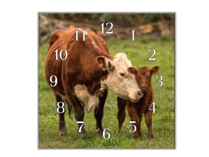Nástěnné hodiny 30x30cm kráva a tele na pastvě (Materiál kalené sklo)