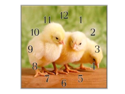 Nástěnné hodiny 30x30cm žluté kuřátka (Materiál kalené sklo)