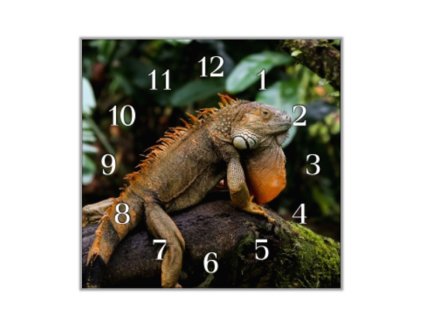 Nástěnné hodiny 30x30cm leguán na kmeni (Materiál kalené sklo)