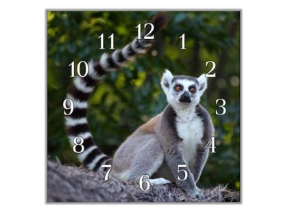Nástěnné hodiny 30x30cm lemur (Materiál kalené sklo)