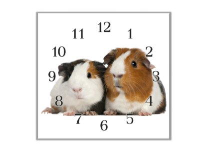 Nástěnné hodiny 30x30cm dvě morčata (Materiál kalené sklo)