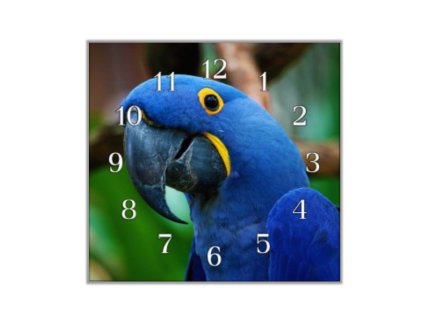 Nástěnné hodiny papoušek ara hyacintová (Materiál kalené sklo)