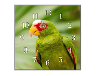 Nástěnné hodiny 30x30cm papoušek amazoňan běločelý (Materiál kalené sklo)