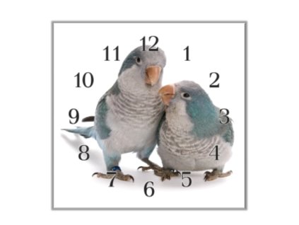 Nástěnné hodiny 30x30cm papoušek mnišek modrý (Materiál kalené sklo)