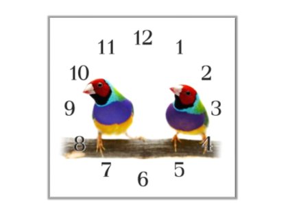 Nástěnné hodiny 30x30cm papoušek amada gulda (Materiál kalené sklo)