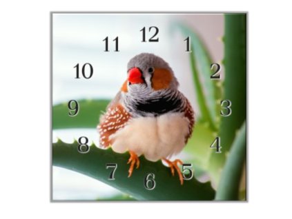 Nástěnné hodiny 30x30cm malý papoušek zebřička (Materiál kalené sklo)