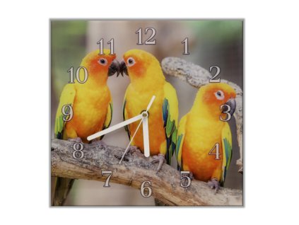 Nástěnné hodiny papoušek aratinga sluneční (Materiál kalené sklo)