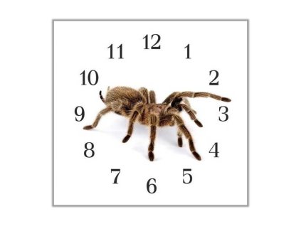 Nástěnné hodiny 30x30cm pavouk chilský růžový tarantule (Materiál kalené sklo)